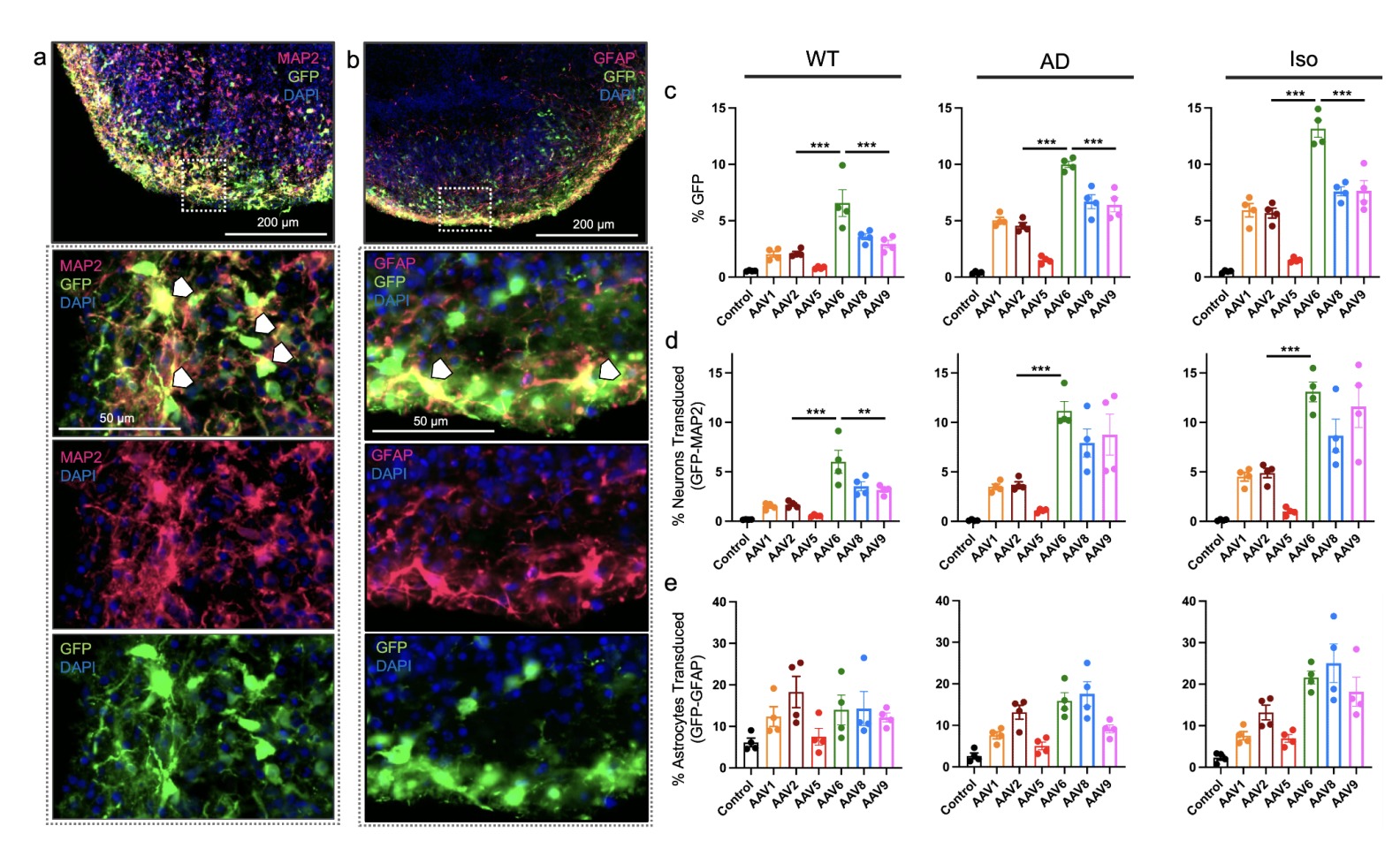 Cell specificity of adeno-associated virus (AAV) serotypes in human cortical organoids